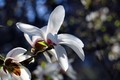 Magnolia