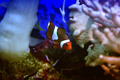 Nemo