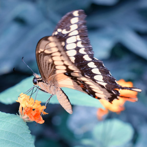 Motýľ 2