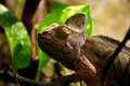 Chameleón