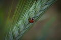 Ladybird