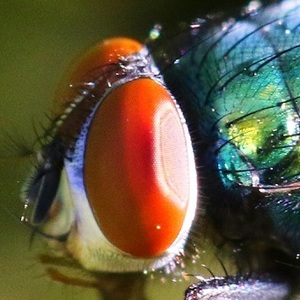 Calliphoridae