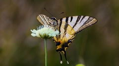 Augustový motýľ