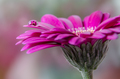 Gerbera
