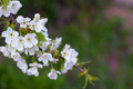 Springtime