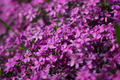 In Bloom