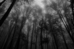 Ciernobiela jesen v hmle
