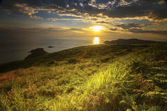 Golden Sunset