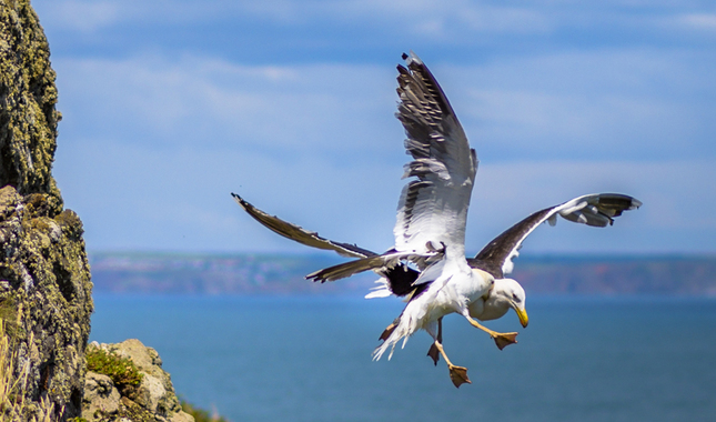 Boj na Skomer ostrove