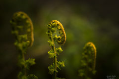 walking-fern