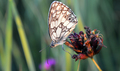 small butterfly