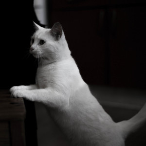 White cat