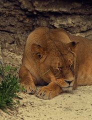 siesta