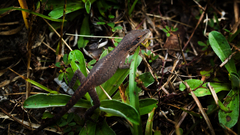 anolis