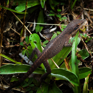 anolis