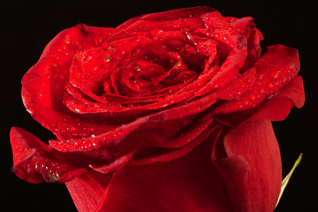 Ruža na Valentína