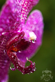 Orchidea
