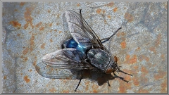 Mesiarka
