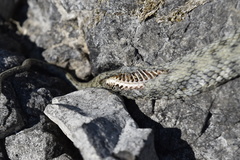 dead snake
