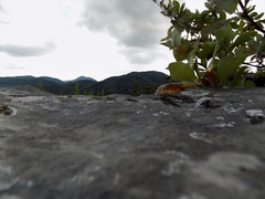 Príroda