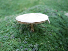 klobúková