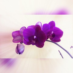 Orchidea
