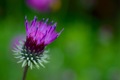 Purple beauty