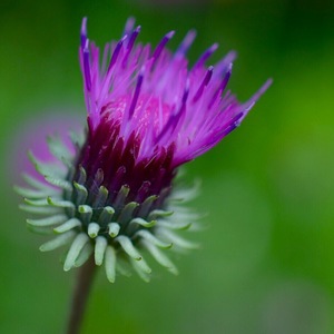 Purple beauty