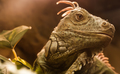 Lizard