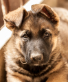Mini Deutscher Schäferhund