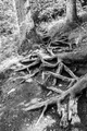 Roots