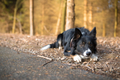 Nick the border collie