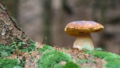 Hrib smerekovy