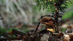 Suchohríb hnedý - podgrzybek