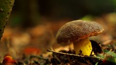 Suchohríbnik zamatový /aksamitny