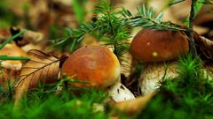 Hriby smrekove - Borowiki