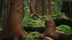 Hrib smerekovy