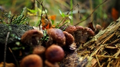 Podpňovka obyčajná - opieńka