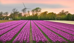 Ze země tulipánů