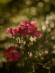 Flox