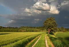 Před oponou