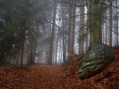 S mlhou v lese