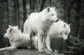 Svorka vlkov arktických