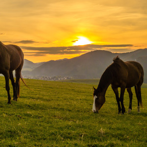 kone pri západe slnka