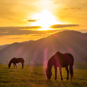 kone pri západe slnka