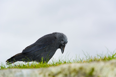 The crow