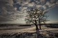 Oaks