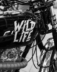 WILDiE LIFE
