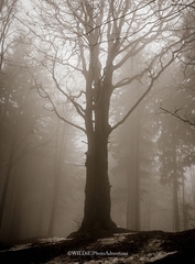 The Dark Tree