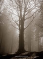 The Dark Tree